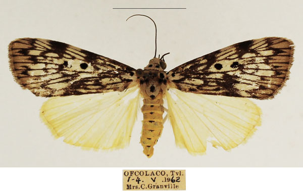 /filer/webapps/moths/media/images/A/agnesae_Sommeria_AF_TMSA_01.jpg