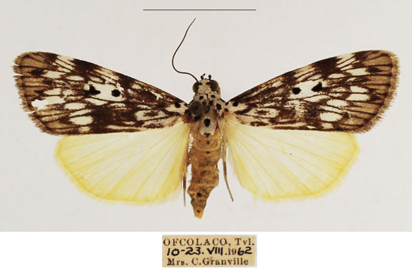 /filer/webapps/moths/media/images/A/agnesae_Sommeria_AF_TMSA_02.jpg