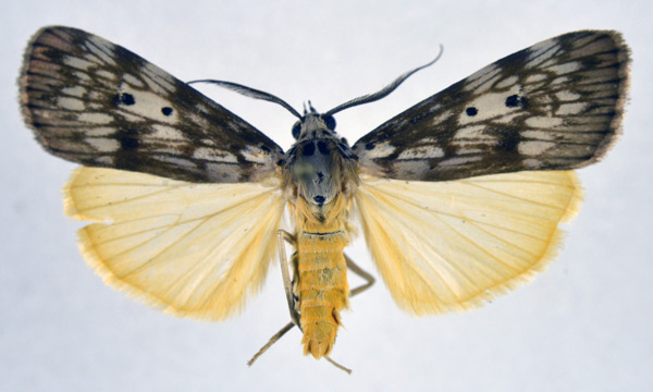 /filer/webapps/moths/media/images/A/agnesae_Sommeria_AM_NHMO.jpg