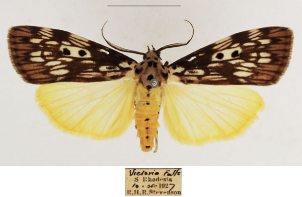 /filer/webapps/moths/media/images/A/agnesae_Sommeria_AM_TMSA_01.jpg
