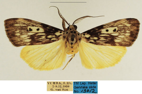 /filer/webapps/moths/media/images/A/agnesae_Sommeria_AM_TMSA_02.jpg