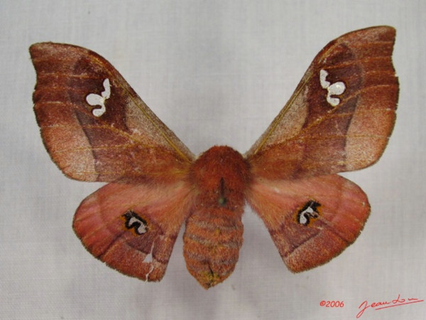 /filer/webapps/moths/media/images/A/agomensis_Holocerina_AF_Alberta_01.jpg