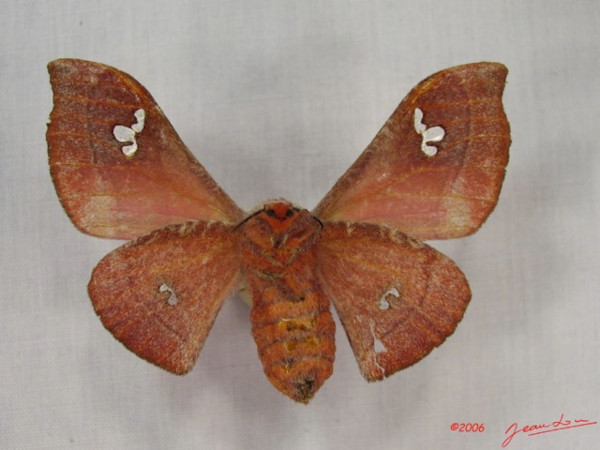 /filer/webapps/moths/media/images/A/agomensis_Holocerina_AF_Albertb_01.jpg