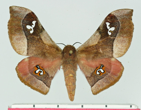 /filer/webapps/moths/media/images/A/agomensis_Holocerina_AF_Basquin.jpg