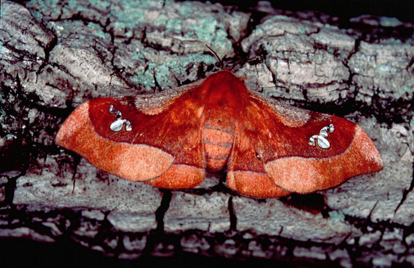 /filer/webapps/moths/media/images/A/agomensis_Holocerina_AF_Basquin_02.jpg