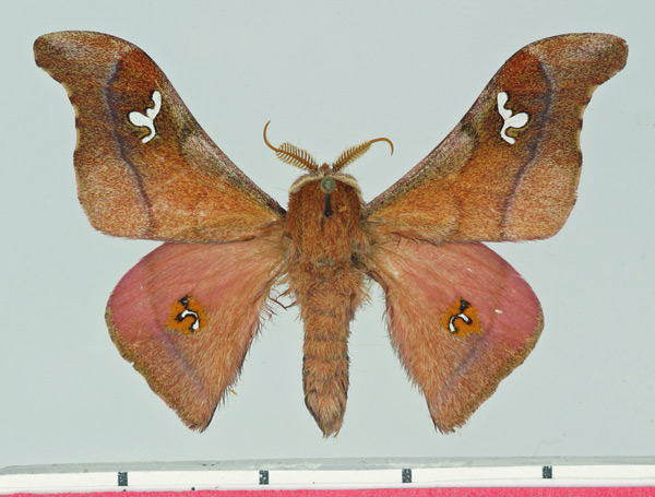 /filer/webapps/moths/media/images/A/agomensis_Holocerina_AM_Basquin.jpg