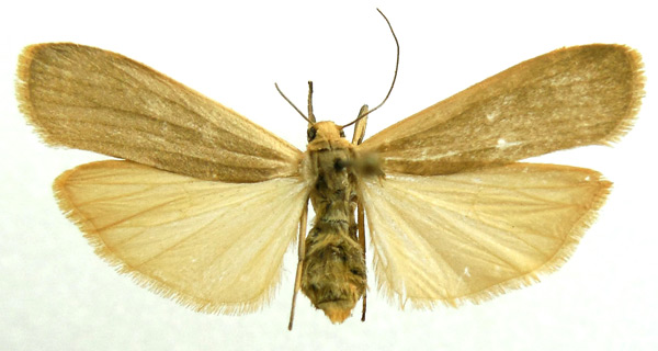 /filer/webapps/moths/media/images/A/agonchae_Brunia_AF_Bucsek_02.jpg