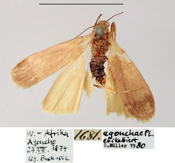 /filer/webapps/moths/media/images/A/agonchae_Lithosia_HT_MfN.jpg