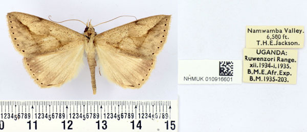 /filer/webapps/moths/media/images/A/agonia_Parachalciope_AM_BMNH.jpg