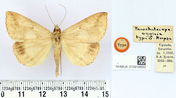 /filer/webapps/moths/media/images/A/agonia_Parachalciope_HT_BMNH.jpg