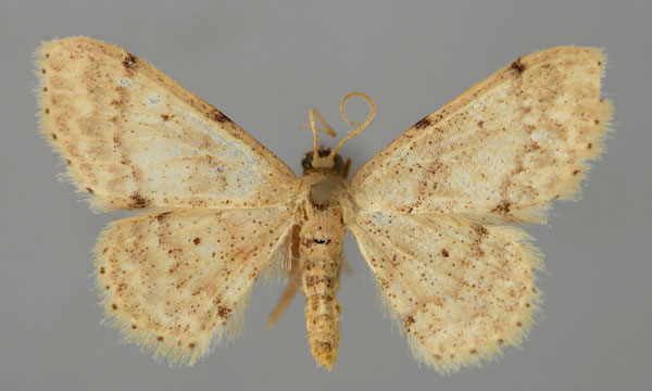 /filer/webapps/moths/media/images/A/agrammaria_Idaea_A_ZSM_01.jpg