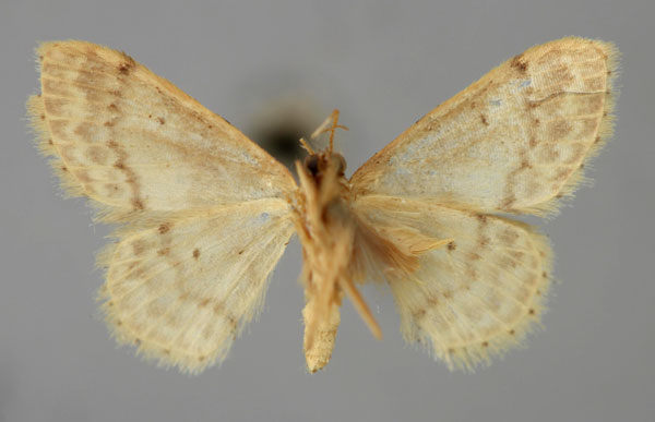 /filer/webapps/moths/media/images/A/agrammaria_Idaea_A_ZSM_02.jpg
