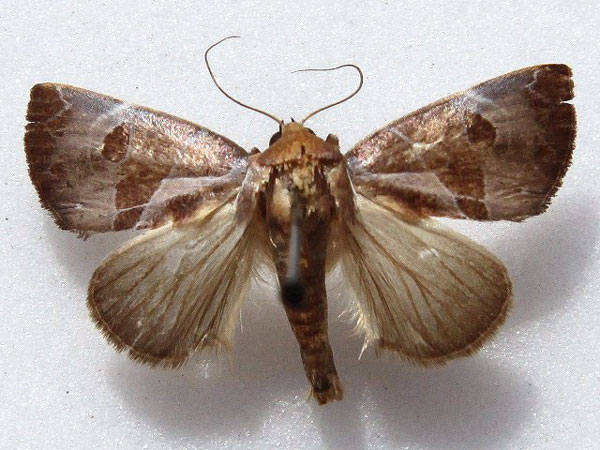 /filer/webapps/moths/media/images/A/agrapha_Westermannia_A_Goff.jpg