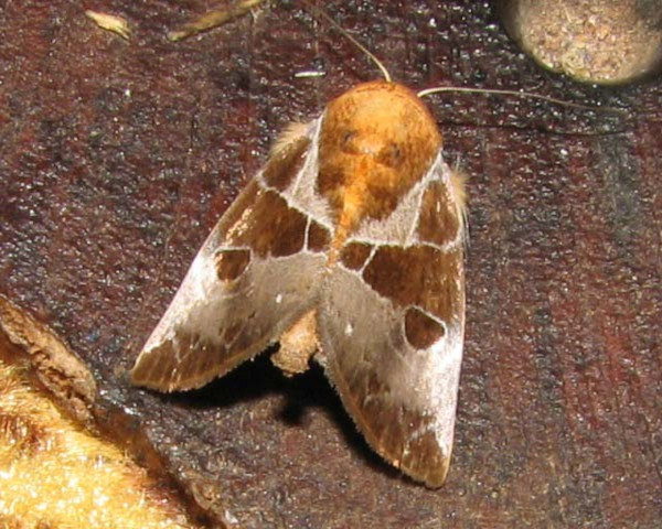 /filer/webapps/moths/media/images/A/agrapha_Westermannia_A_Goff_02.jpg