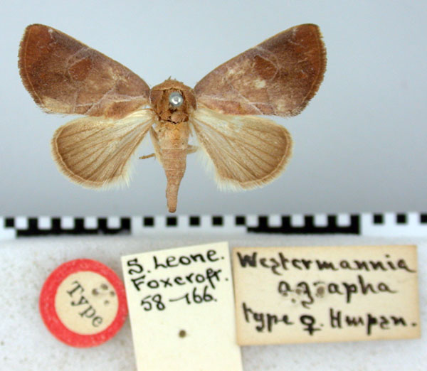 /filer/webapps/moths/media/images/A/agrapha_Westermannia_HT_BMNH.jpg