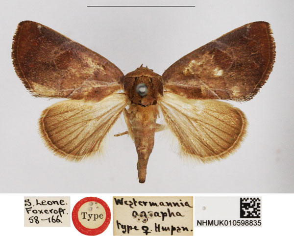 /filer/webapps/moths/media/images/A/agrapha_Westermannia_HT_NHMUK.jpg