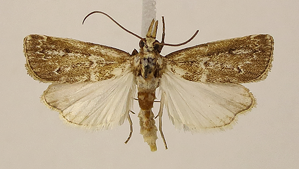 /filer/webapps/moths/media/images/A/agraphella_m1.jpg