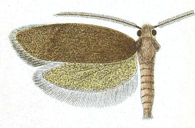 /filer/webapps/moths/media/images/A/agria_Melasina_HT_Meyrick_8-8.jpg