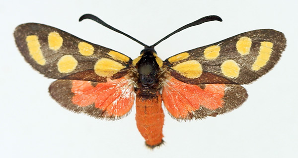 /filer/webapps/moths/media/images/A/agria_Praezygaena_AF_TMSA.jpg