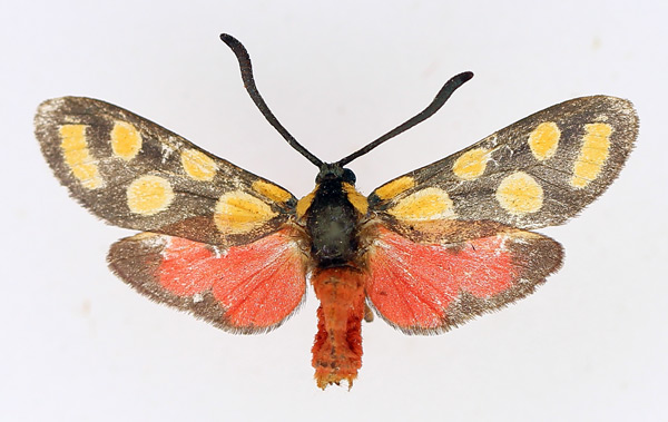 /filer/webapps/moths/media/images/A/agria_Praezygaena_AM_TMSA.jpg