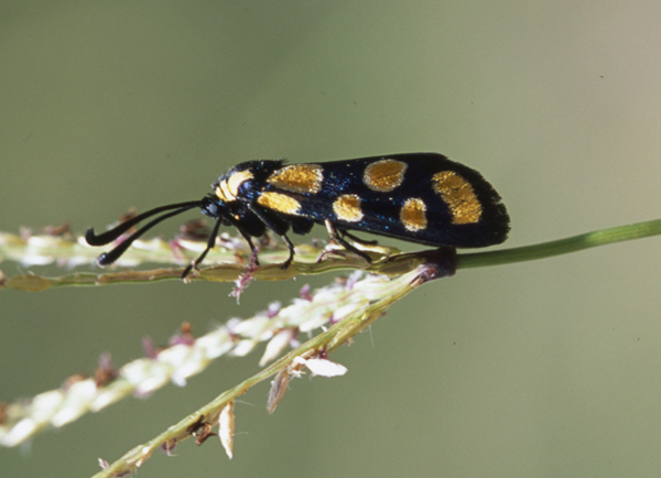 /filer/webapps/moths/media/images/A/agria_Praezygaena_A_Roland_03.jpg