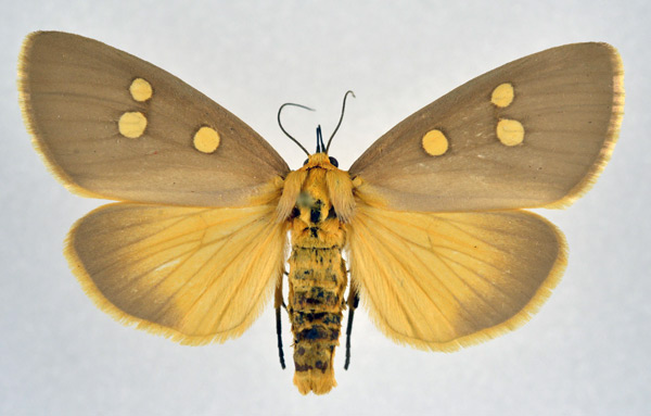 /filer/webapps/moths/media/images/A/agrippa_Rhanidophora_AF_NHMO.jpg