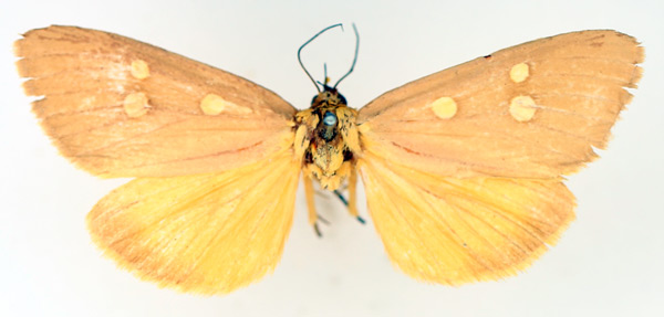 /filer/webapps/moths/media/images/A/agrippa_Rhanidophora_AF_TMSA_01.jpg
