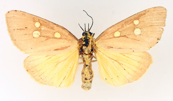 /filer/webapps/moths/media/images/A/agrippa_Rhanidophora_AF_TMSA_02.jpg