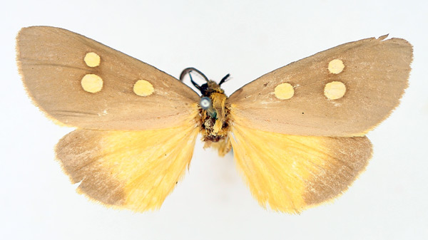 /filer/webapps/moths/media/images/A/agrippa_Rhanidophora_AM_TMSA_01.jpg