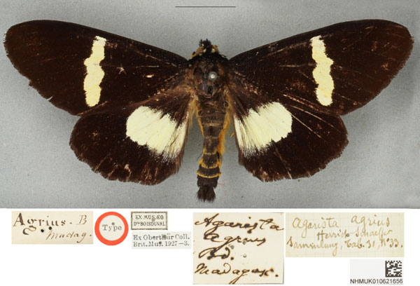 /filer/webapps/moths/media/images/A/agrius_Agarista_HT_BMNHa_vGXtGiO.jpg