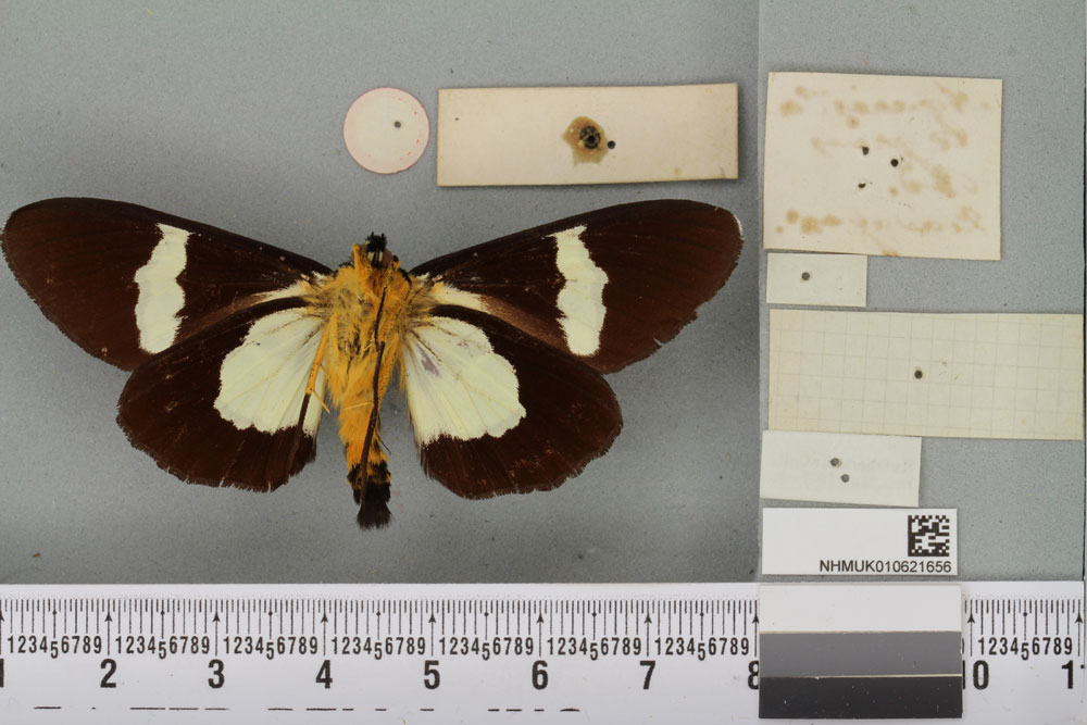 /filer/webapps/moths/media/images/A/agrius_Agarista_HT_BMNHb.jpg