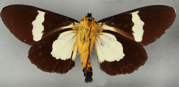 /filer/webapps/moths/media/images/A/agrius_Agarista_HT_BMNHb_F0yYvW5.jpg