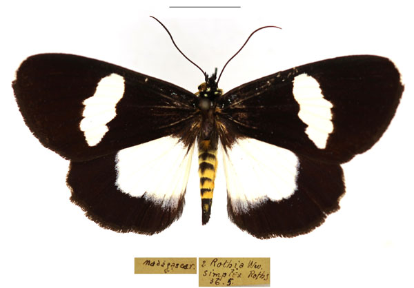 /filer/webapps/moths/media/images/A/agrius_Rothia_AF_RBINS.jpg