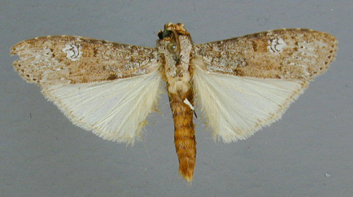 /filer/webapps/moths/media/images/A/agrostes_Scrancia_A_RMCA.jpg