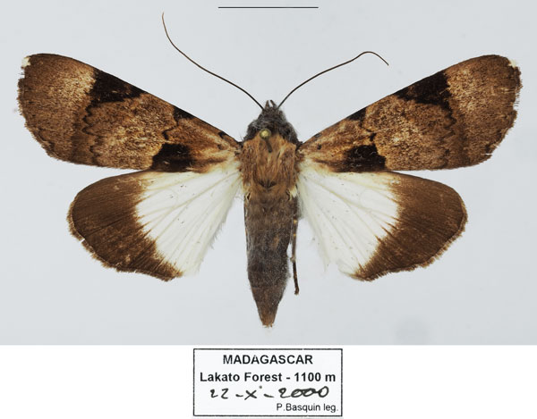 /filer/webapps/moths/media/images/A/agrotidea_Audea_AF_Basquina.jpg