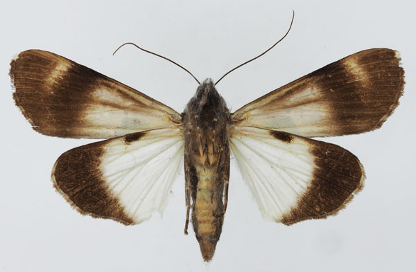 /filer/webapps/moths/media/images/A/agrotidea_Audea_AF_Basquinb.jpg