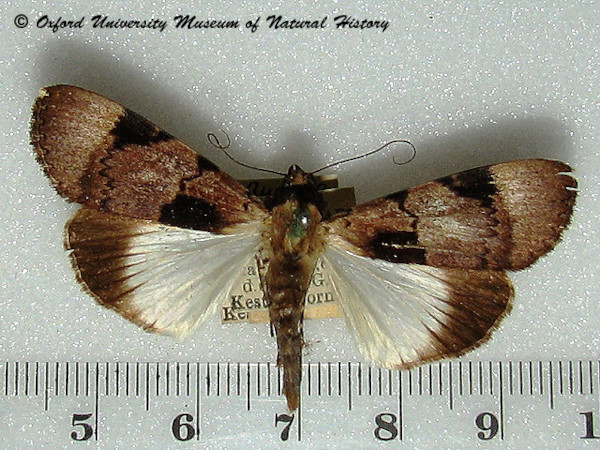 /filer/webapps/moths/media/images/A/agrotidea_Audea_A_OUMNH_02.jpg