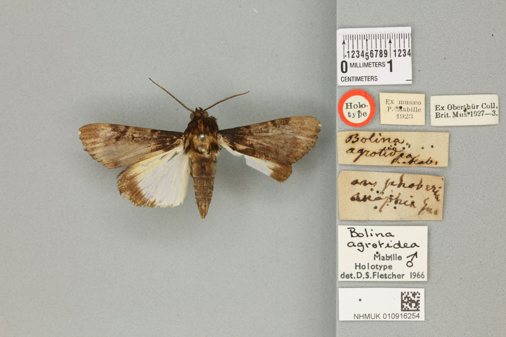 /filer/webapps/moths/media/images/A/agrotidea_Bolina_agrotidea_HT_BMNHa.jpg