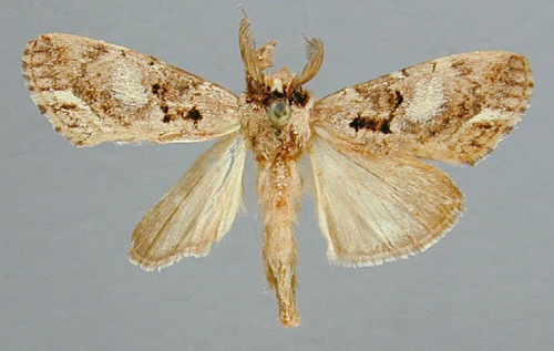 /filer/webapps/moths/media/images/A/agrotoides_Stenostaura_A_RMCA_01.jpg