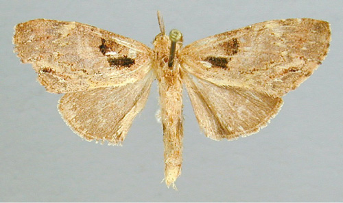 /filer/webapps/moths/media/images/A/agrotoides_Stenostaura_A_RMCA_02.jpg