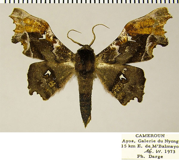 /filer/webapps/moths/media/images/A/aino_Dioptrochasma_AM_ZSMa.jpg