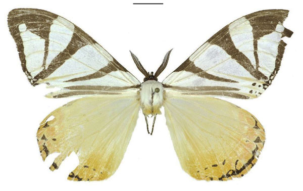 /filer/webapps/moths/media/images/A/aino_Otroeda_AM_ANHRT_01.jpg