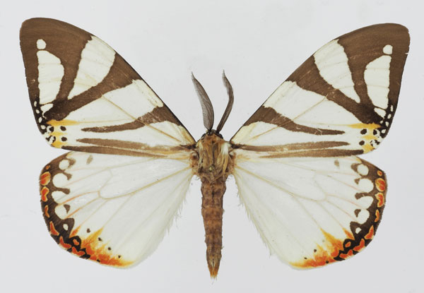 /filer/webapps/moths/media/images/A/aino_Otroeda_AM_Basquina.jpg