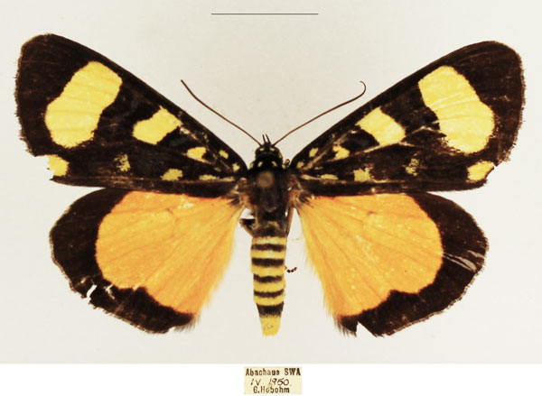 /filer/webapps/moths/media/images/A/aisha_Heraclia_AM_TMSA_02.jpg
