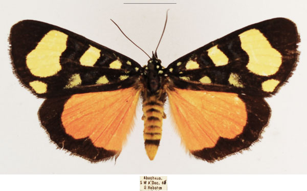 /filer/webapps/moths/media/images/A/aisha_Heraclia_AM_TMSA_03.jpg