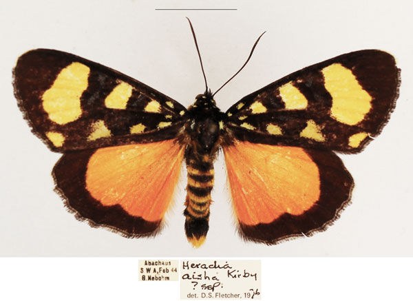 /filer/webapps/moths/media/images/A/aisha_Heraclia_AM_TMSA_04.jpg