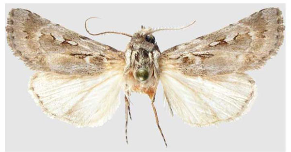 /filer/webapps/moths/media/images/A/aistleitneri_Agrotis_HT_MWM.jpg