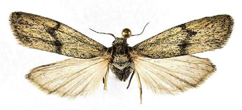 /filer/webapps/moths/media/images/A/aistleitneri_Eilema_AT_EMEM.jpg