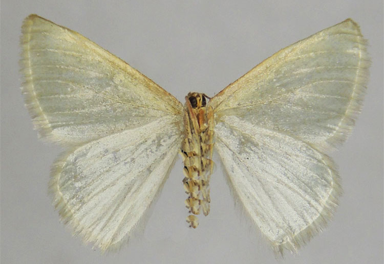 /filer/webapps/moths/media/images/A/aistleitneri_Microloxia_HT_ZSMb.jpg