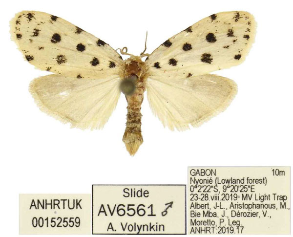 /filer/webapps/moths/media/images/A/akanthodis_Siccia_PTM_ANHRT.jpg